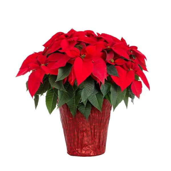 poinsettia