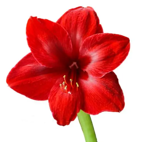 Amaryllis